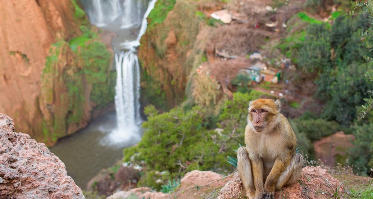 Ouzoud Waterfall Day Trip From Marrakech