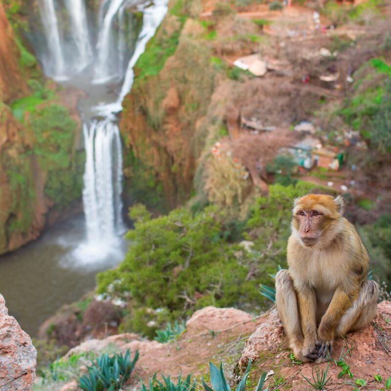 Ouzoud Waterfall Day Trip From Marrakech