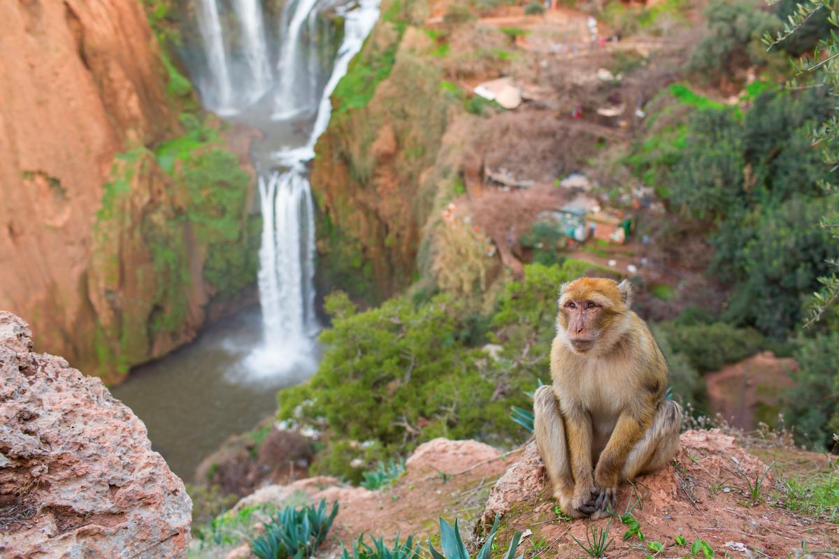Ouzoud Waterfall Day Trip From Marrakech